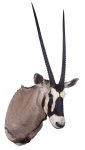 Oryxhaupt