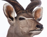 Kuduhaupt