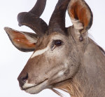 Kuduhaupt
