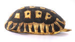 Schnabelb. Schildkrötenp.18cm
