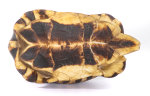Schnabelb. Schildkrötenp.18cm