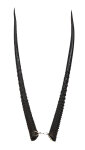 Oryxhörnerpaar 90cm
