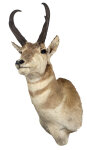 Gabelbock Haupt