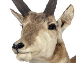 Gabelbock Haupt