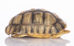 Schnabelb. Schildkrötenp. 20cm