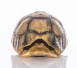 Schnabelbrust Schildkrötenpanzer