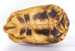 Schnabelb. Schildkrötenp. 19cm
