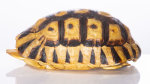 Schnabelbrust Schildkrötenpanzer