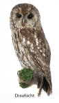 Waldkauz Präparat