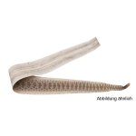 Pr&auml;rieklapperschlangenleder 80 - 90cm