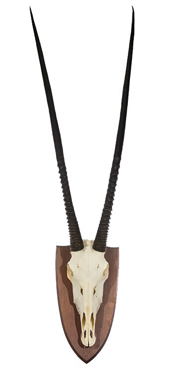 Oryxtrophäe XXXL