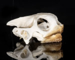 Pantherschildkröten Schädel L