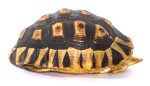 Schnabelb Schildkrötenp. 21cm