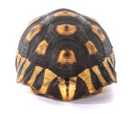 Schnabelb Schildkrötenp. 21cm