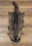 Waschbärfell XXXL