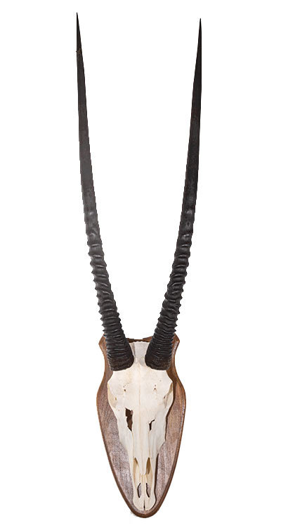 Oryxtrophäe XL