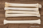 Giraffenschienbeinknochen 2,5KG