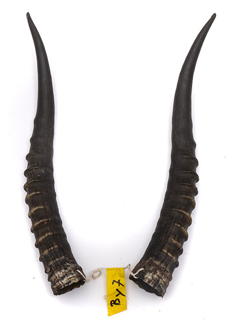 Blessbockhörner weiblich 31cm