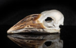 Perückenhornvogel Schädel