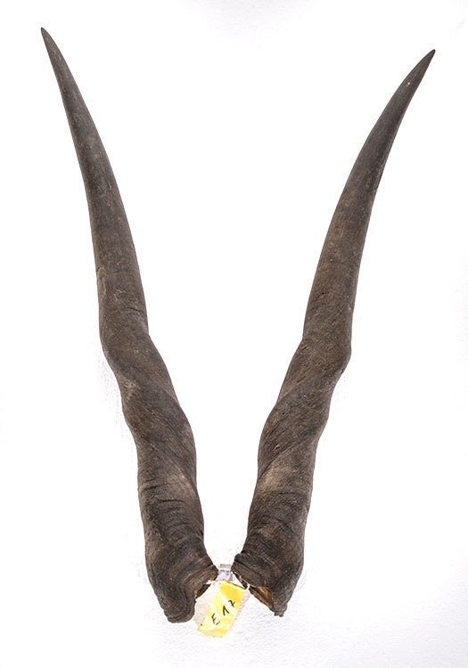 Elandhörner weiblich 77cm