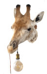 Giraffenhaupt mit Lampe