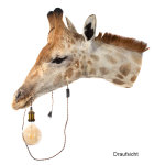 Giraffenhaupt mit Lampe