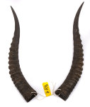 Blessbockhörner weiblich 39cm