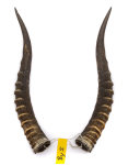 Blessbockhörner weiblich 37cm