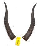 Blessbockhörner weiblich 30cm