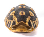 Schnabelb. Schildkrötenp. 19cm