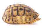 Schnabelb. Schildkrötenp. 17cm