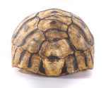 Schnabelb. Schildkrötenp. 17cm