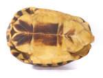 Schnabelb. Schildkrötenp. 16,5