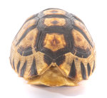 Schnabelb. Schildkrötenp. 16,5