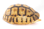 Schnabelb. Schildkrötenp. 16cm