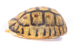 Schnabelb. Schildkrötenp. 16cm