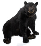 Schwarzbärpräparat
