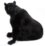Schwarzbärpräparat