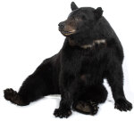 Schwarzbärpräparat