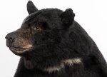 Schwarzbärpräparat
