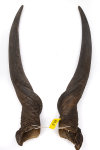 Elandhörnerpaar männlich 71cm