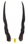 Elandhörner weiblich 63cm