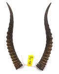 Blessbockhörner weiblich 34cm