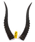 Blessbockhörner weiblich 29cm