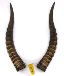 Blessbockhörner 40cm