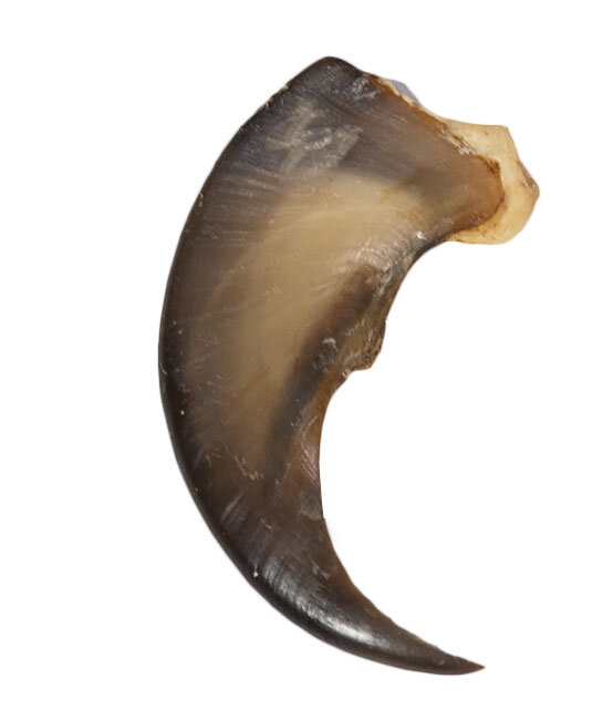 Schwarzbärkralle 6,3cm