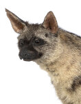 Erdwolf Präparat