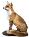 Rotfuchs Präparat