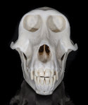 Pavian Schädel weiblich XL