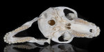 Pavian Schädel weiblich XL